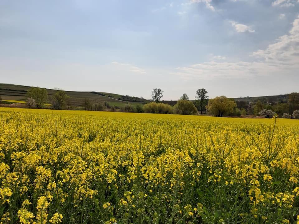 Ferienwohnung Im Schoenen Zellertal Wachenheim an der Weinstraße Esterno foto